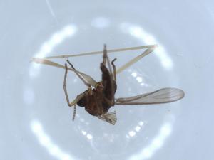  ( - BIOUG52037-G02)  @12 [ ] CreativeCommons - Attribution (2020) Centre for Biodiversity Genomics Centre for Biodiversity Genomics