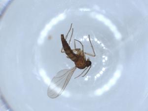  ( - BIOUG52037-G06)  @12 [ ] CreativeCommons - Attribution (2020) Centre for Biodiversity Genomics Centre for Biodiversity Genomics