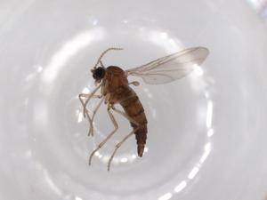  ( - BIOUG52038-B01)  @12 [ ] CreativeCommons - Attribution (2020) Centre for Biodiversity Genomics Centre for Biodiversity Genomics