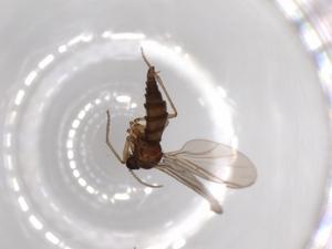  ( - BIOUG52038-A09)  @12 [ ] CreativeCommons - Attribution (2020) Centre for Biodiversity Genomics Centre for Biodiversity Genomics