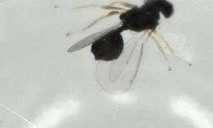  ( - BIOUG52006-G04)  @11 [ ] CreativeCommons - Attribution (2020) Centre for Biodiversity Genomics Centre for Biodiversity Genomics