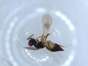  ( - BIOUG52215-A10)  @12 [ ] CreativeCommons - Attribution (2020) Centre for Biodiversity Genomics Centre for Biodiversity Genomics