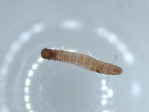  ( - BIOUG52268-A04)  @11 [ ] CreativeCommons - Attribution (2020) Centre for Biodiversity Genomics Centre for Biodiversity Genomics