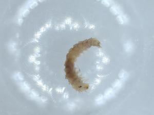  ( - BIOUG52450-D06)  @11 [ ] CreativeCommons - Attribution (2020) Centre for Biodiversity Genomics Centre for Biodiversity Genomics