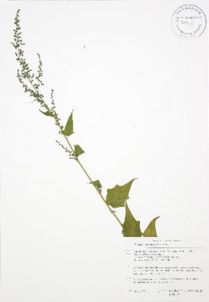  ( - BAR197)  @11 [ ] Copyright (2009) Steven Newmaster University of Guelph BIO Herbarium