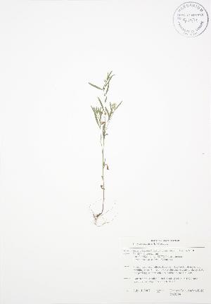  (Conyza canadensis - BAR204)  @11 [ ] Copyright (2009) Steven Newmaster University of Guelph BIO Herbarium