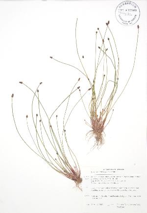  ( - BAR040)  @11 [ ] Copyright (2009) Steven Newmaster University of Guelph BIO Herbarium