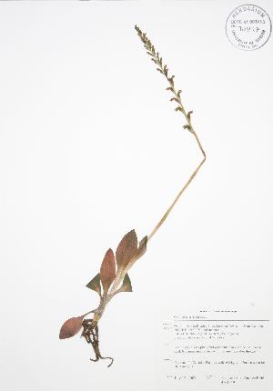  (Goodyera tesselata - BAR059)  @11 [ ] Copyright (2009) Steven Newmaster University of Guelph BIO Herbarium
