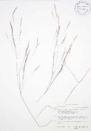  ( - BAR058)  @11 [ ] Copyright (2009) Steven Newmaster University of Guelph BIO Herbarium