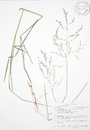  ( - BAR057)  @11 [ ] Copyright (2009) Steven Newmaster University of Guelph BIO Herbarium