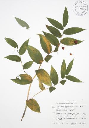  (Streptopus lanceolatus roseus - BAR054)  @11 [ ] Copyright (2009) Steven Newmaster University of Guelph BIO Herbarium