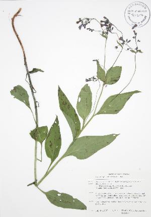  (Mertensia paniculata - BAR044)  @11 [ ] Copyright (2009) Steven Newmaster University of Guelph BIO Herbarium