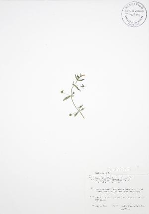  (Gratiola neglecta - BAR042B)  @11 [ ] Copyright (2009) Steven Newmaster University of Guelph BIO Herbarium