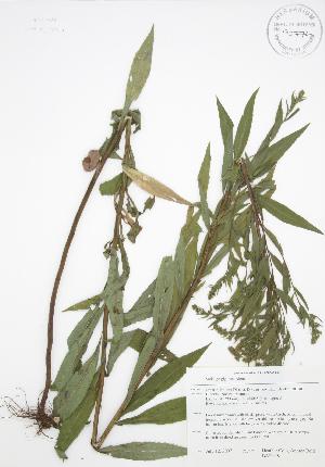  (Solidago - BAR198)  @11 [ ] Copyright (2009) Steven Newmaster University of Guelph BIO Herbarium