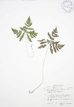  ( - BAR038)  @11 [ ] Copyright (2009) Steven Newmaster University of Guelph BIO Herbarium
