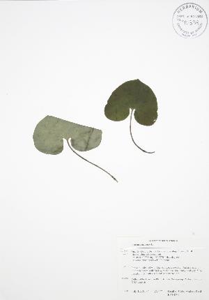  (Asarum canadense - BAR036)  @11 [ ] Copyright (2009) Steven Newmaster University of Guelph BIO Herbarium