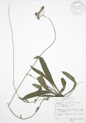  (Hieracium caespitosum - BAR035)  @11 [ ] Copyright (2009) Steven Newmaster University of Guelph BIO Herbarium