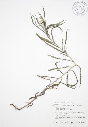  ( - BAR034)  @11 [ ] Copyright (2009) Steven Newmaster University of Guelph BIO Herbarium