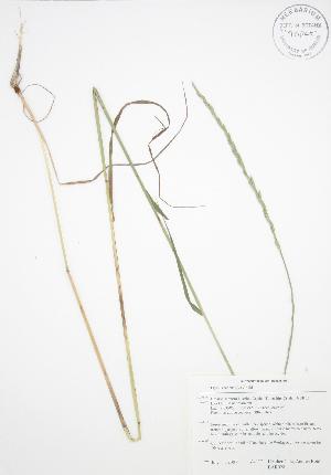  ( - BAR028)  @11 [ ] Copyright (2009) Steven Newmaster University of Guelph BIO Herbarium