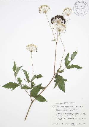  (Aralia hispida - BAR023)  @11 [ ] Copyright (2009) Steven Newmaster University of Guelph BIO Herbarium