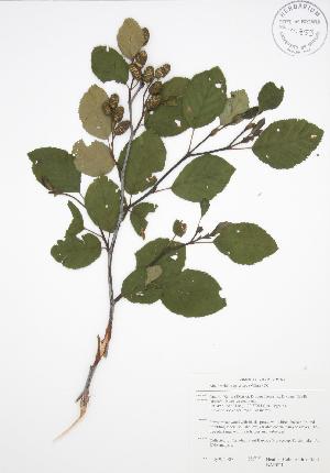  ( - BAR021)  @11 [ ] Copyright (2009) Steven Newmaster University of Guelph BIO Herbarium