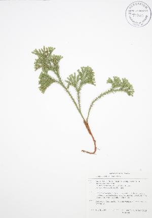  ( - BAR009)  @11 [ ] Copyright (2009) Steven Newmaster University of Guelph BIO Herbarium