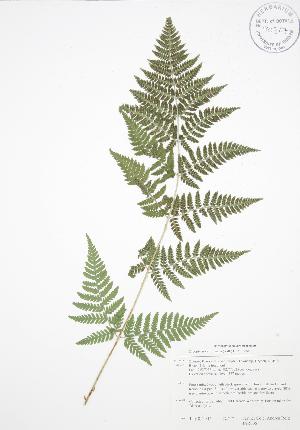  ( - BAR006)  @11 [ ] Copyright (2009) Steven Newmaster University of Guelph BIO Herbarium