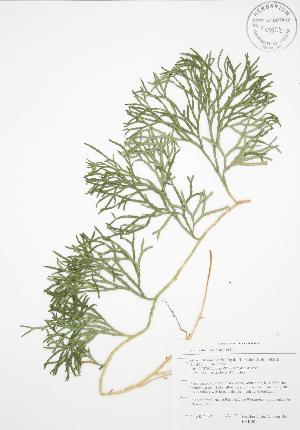  (Lycopodium complanatum - BAR005)  @11 [ ] Copyright (2009) Steven Newmaster University of Guelph BIO Herbarium