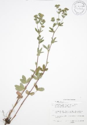  ( - BAR001)  @11 [ ] Copyright (2009) Steven Newmaster University of Guelph BIO Herbarium