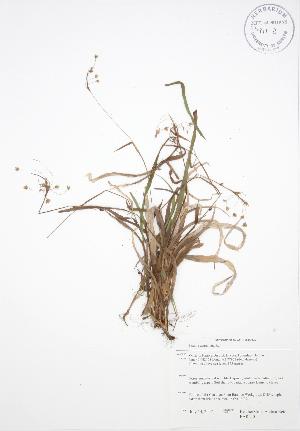  ( - BAR240)  @11 [ ] Copyright (2009) Steven Newmaster University of Guelph BIO Herbarium