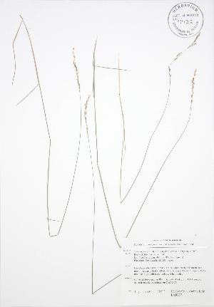  ( - BAR237)  @11 [ ] Copyright (2009) Steven Newmaster University of Guelph BIO Herbarium