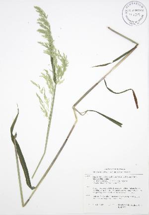  ( - BAR229)  @11 [ ] Copyright (2009) Steven Newmaster University of Guelph BIO Herbarium