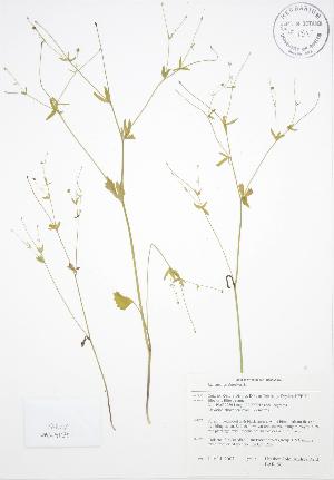  (Ranunculus abortivus - BAR196)  @11 [ ] Copyright (2009) Steven Newmaster University of Guelph BIO Herbarium