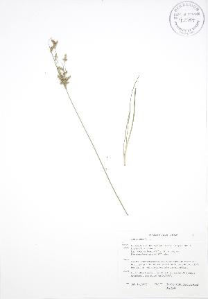  ( - BAR244)  @11 [ ] Copyright (2009) Steven Newmaster University of Guelph BIO Herbarium