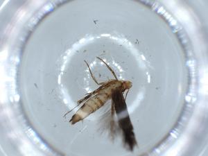  (cosmoMalaise01 Malaise2859 - BIOUG52345-F11)  @11 [ ] CreativeCommons - Attribution (2020) Centre for Biodiversity Genomics Centre for Biodiversity Genomics