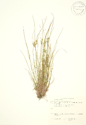  ( - JK 017)  @11 [ ] Copyright (2009) Steven Newmaster University of Guelph BIO Herbarium