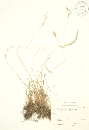  (Festuca trachyphylla - JK 012)  @11 [ ] Copyright (2009) Steven Newmaster University of Guelph BIO Herbarium