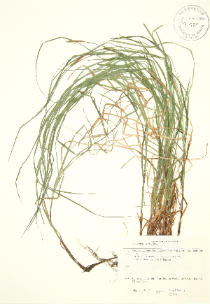  ( - JK 010)  @11 [ ] Copyright (2009) Steven Newmaster University of Guelph BIO Herbarium