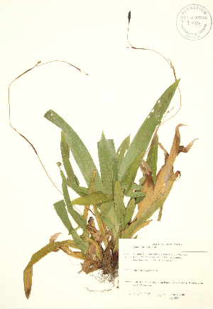  ( - JK 003)  @11 [ ] Copyright (2009) Steven Newmaster University of Guelph BIO Herbarium