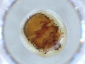  ( - BIOUG52561-F04)  @11 [ ] CreativeCommons - Attribution (2020) Centre for Biodiversity Genomics Centre for Biodiversity Genomics