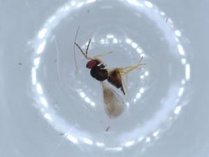  ( - BIOUG52598-F11)  @12 [ ] CreativeCommons - Attribution (2020) Centre for Biodiversity Genomics Centre for Biodiversity Genomics