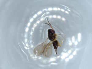  ( - BIOUG52871-A12)  @12 [ ] CreativeCommons - Attribution (2020) Centre for Biodiversity Genomics Centre for Biodiversity Genomics