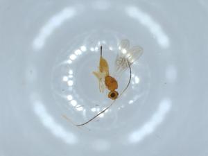  ( - BIOUG52669-F03)  @11 [ ] CreativeCommons - Attribution (2020) Centre for Biodiversity Genomics Centre for Biodiversity Genomics