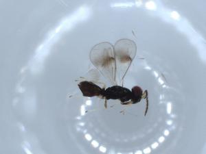  ( - BIOUG52671-F01)  @11 [ ] CreativeCommons - Attribution (2020) Centre for Biodiversity Genomics Centre for Biodiversity Genomics