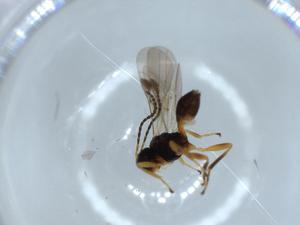  ( - BIOUG52908-C08)  @11 [ ] CreativeCommons - Attribution (2020) Centre for Biodiversity Genomics Centre for Biodiversity Genomics