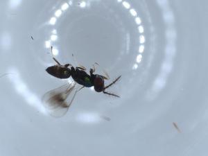  ( - BIOUG52549-H11)  @11 [ ] CreativeCommons - Attribution (2020) Centre for Biodiversity Genomics Centre for Biodiversity Genomics