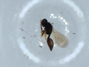  ( - BIOUG52808-F07)  @12 [ ] CreativeCommons - Attribution (2020) Centre for Biodiversity Genomics Centre for Biodiversity Genomics