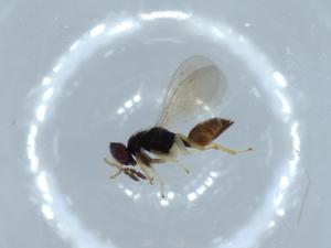  ( - BIOUG52967-D10)  @12 [ ] CreativeCommons - Attribution (2020) Centre for Biodiversity Genomics Centre for Biodiversity Genomics