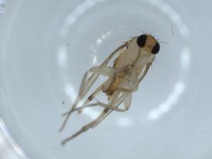  ( - BIOUG53198-D12)  @12 [ ] CreativeCommons - Attribution (2020) Centre for Biodiversity Genomics Centre for Biodiversity Genomics