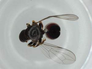  ( - BIOUG60372-A05)  @11 [ ] CreativeCommons - Attribution (2020) Centre for Biodiversity Genomics Centre for Biodiversity Genomics